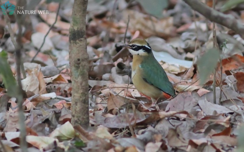 Indian Pitta